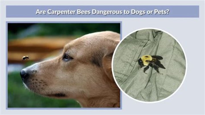Can carpenter bees hurt dogs?