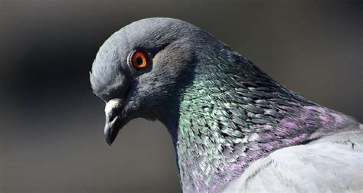 Can pigeons see at night?