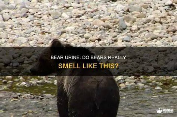 Do bears like the smell of human poop?