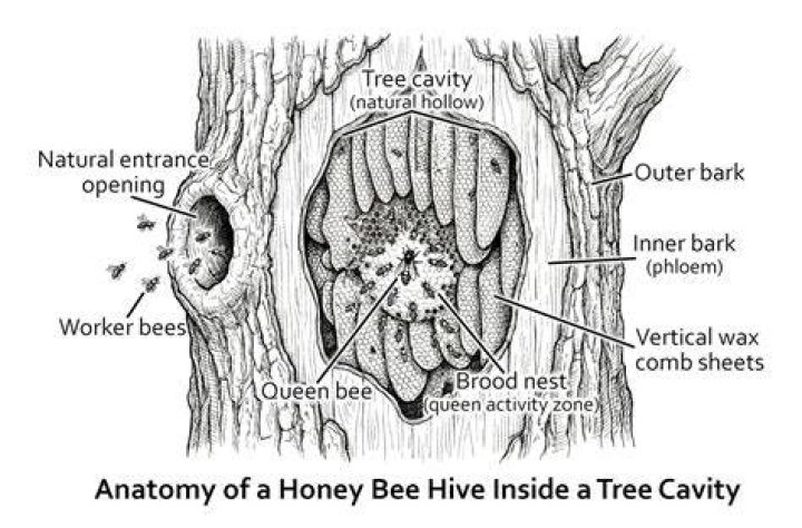 Do bees build nests in walls?
