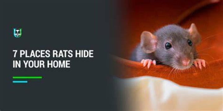 Do rats hide from light?