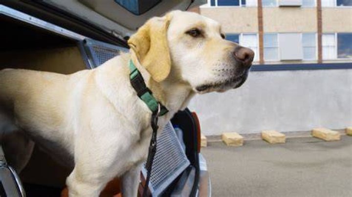 How do you trick a sniffer dog?