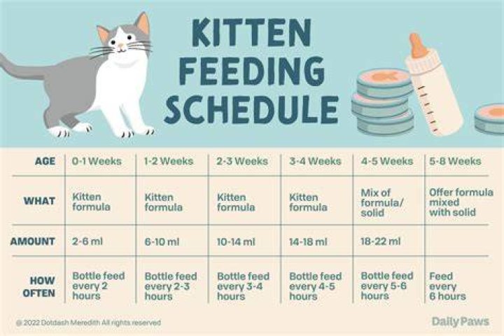 How often should you feed a kitten?