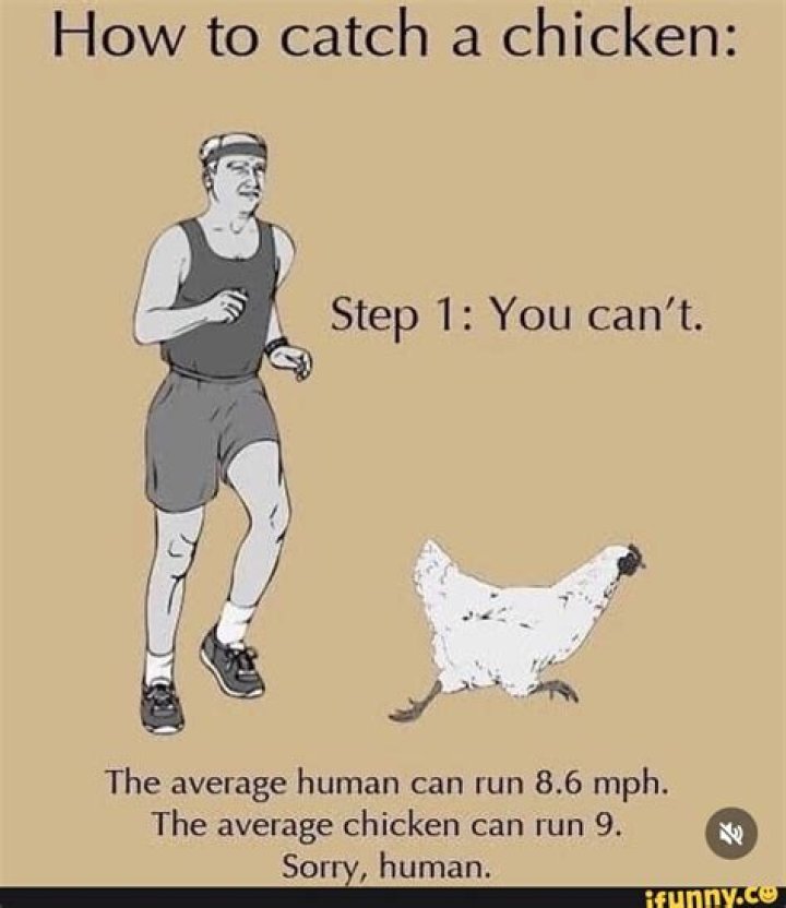 Is a chicken faster than a human?