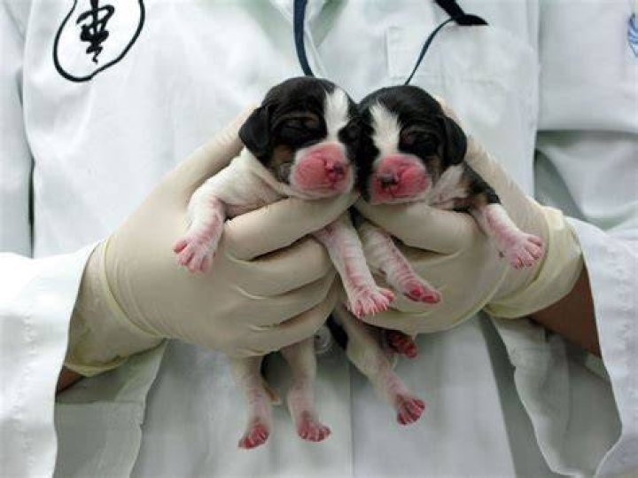 Is cloning painful?