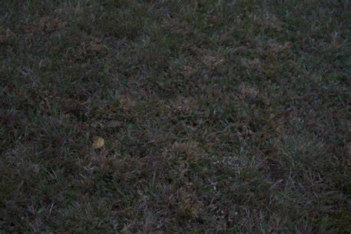 Is it too late to overseed lawn in November?