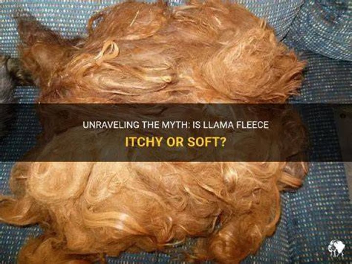 Is llama wool itchy?