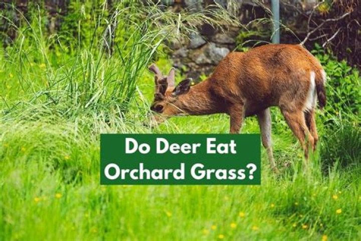 Is orchard grass good for deer?