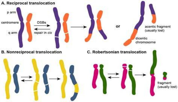 Is rearrangement the same as translocation?