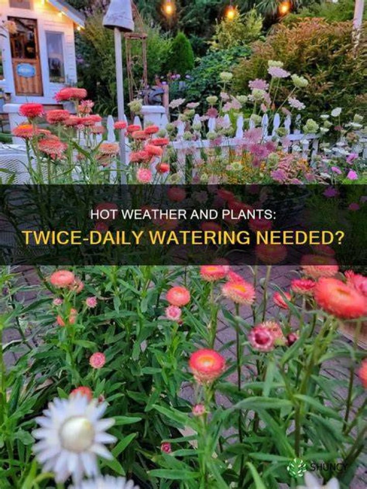 Should you water plants twice a day?