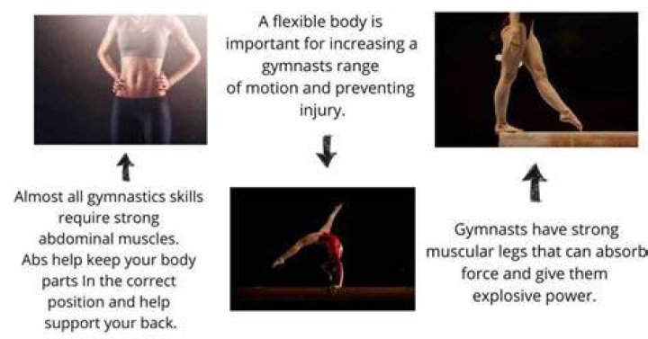 What body type do gymnasts have?