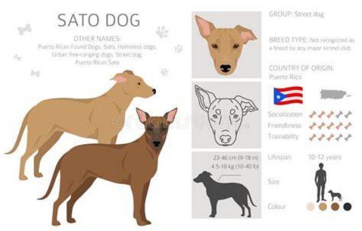 What breeds make a Sato?
