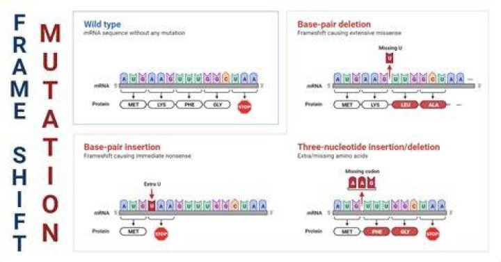 What causes a frameshift mutation?