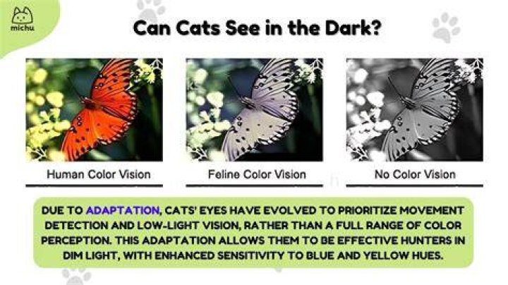 What colors do cats like?