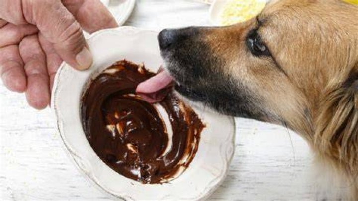 What happens when a dog eats chocolate?