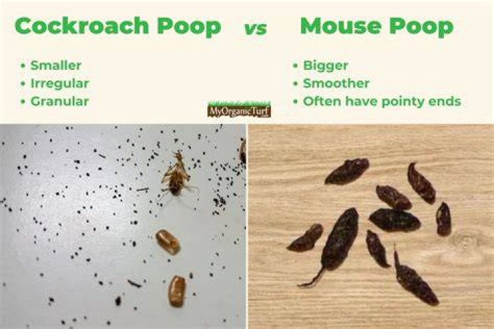 What looks similar to mouse droppings?