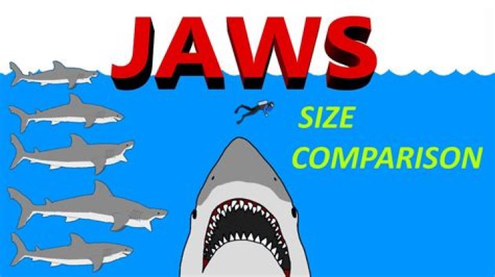 What size was Jaws?