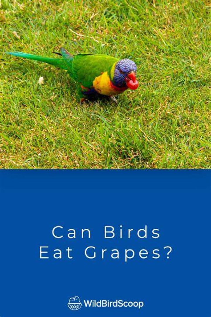 What spices can birds not eat?