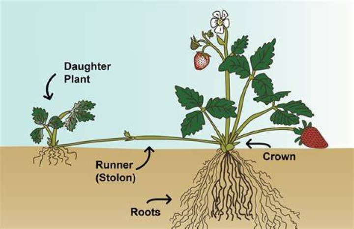 Which is runner plant?