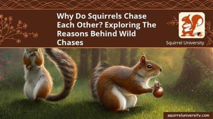 Why do birds chase squirrels?