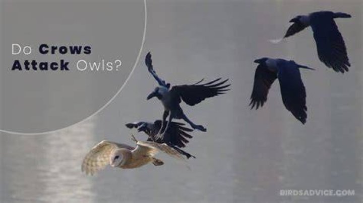 Why do crows fight owls?