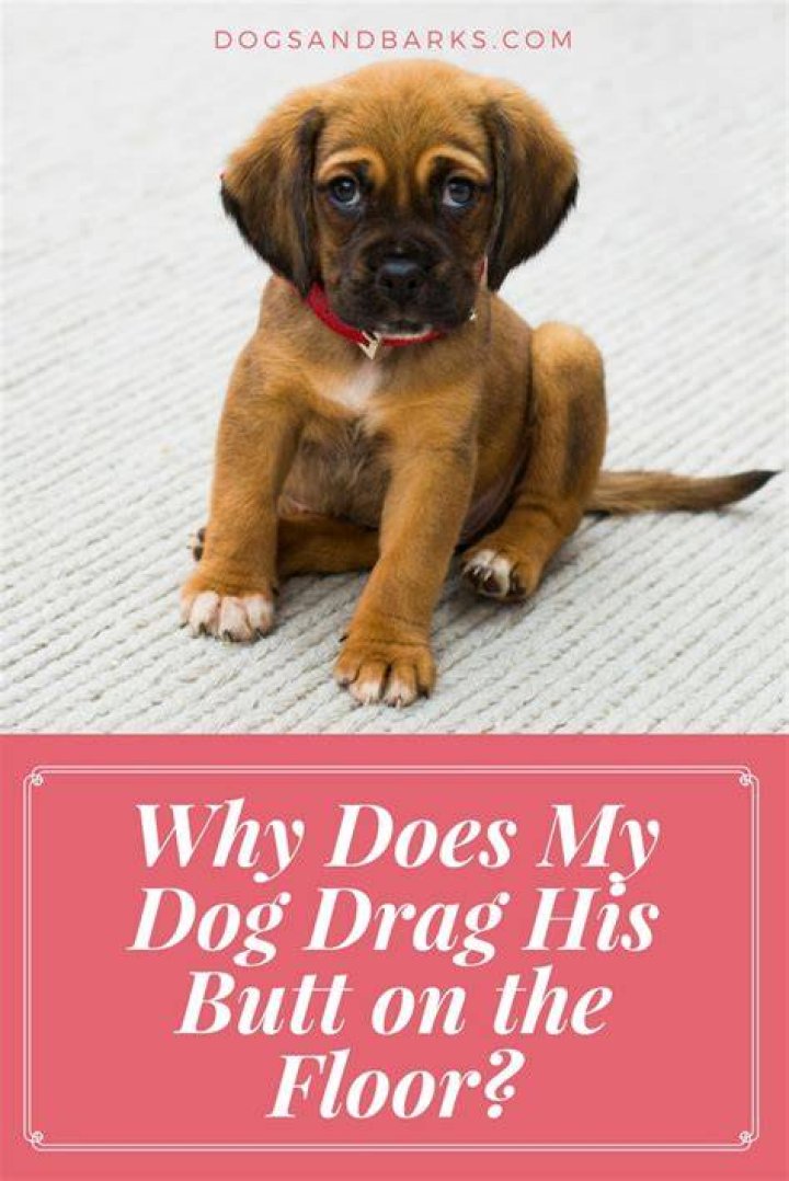 Why does my dog drag his butt?