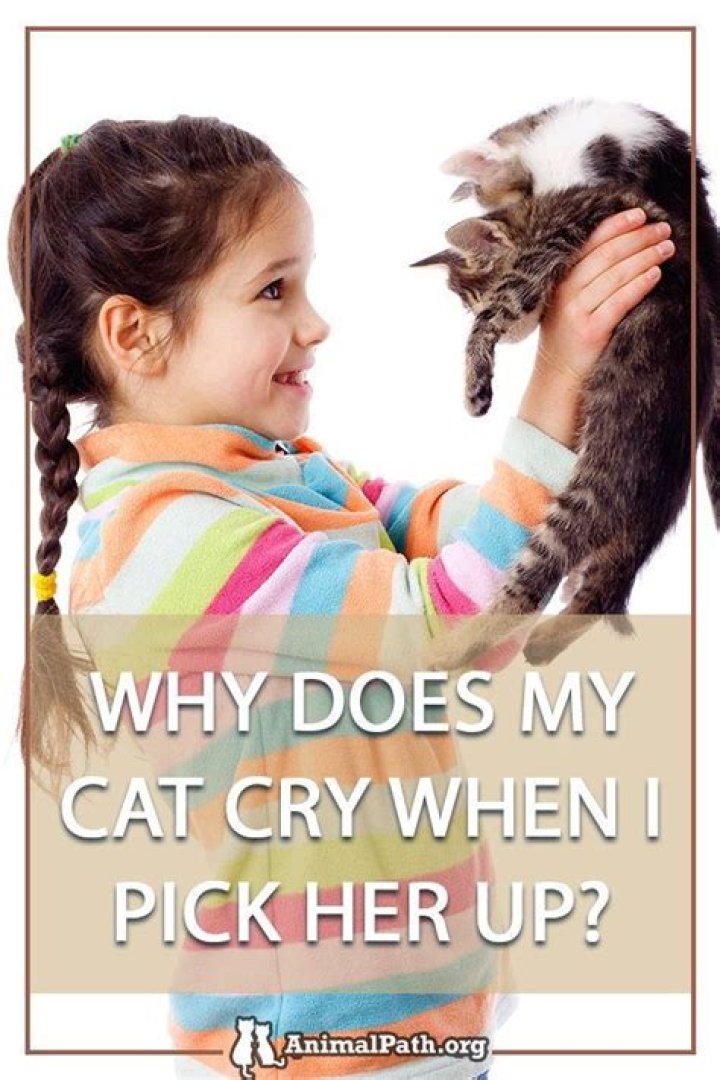 Why is my cat crying when I pick him up?