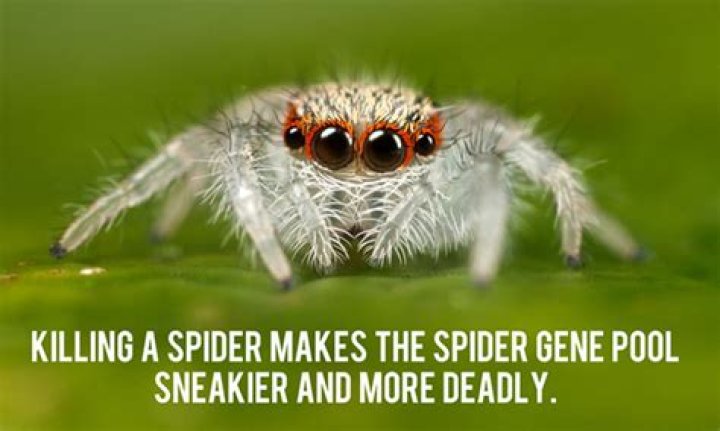 Why you shouldn't kill spiders in your home?